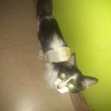 Picture of cat found at Ica