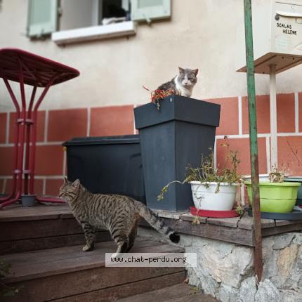 Photo 1/1 BEN Chat lost in Tourves