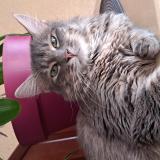 Picture of cat lost at Fontoy