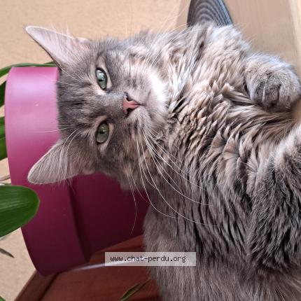 Photo 1/1 Fendi Chat lost in Fontoy