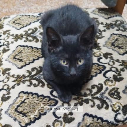 Photo 1/1 Pepsi Chat lost in Oran