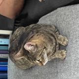 Picture of cat lost at Istres