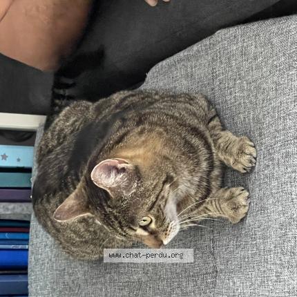 Photo 1/1 Moumou Chat lost in Istres