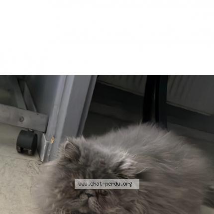 Photo 1/1 Vayan Chat lost in Toulouse