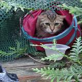 Picture of cat found at Le Raincy