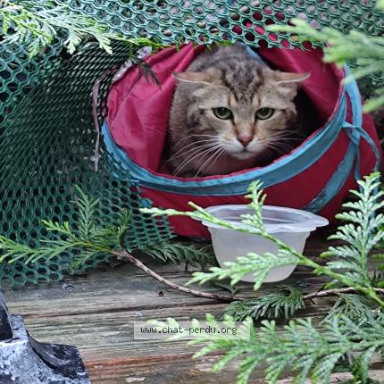 Photo 1/1 Found cat Found in Le raincy