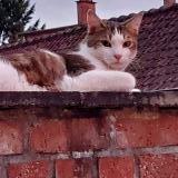 Picture of cat lost at Soumaintrain