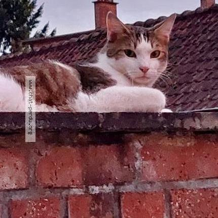 Photo 1/1 Kaspar Chat lost in Soumaintrain