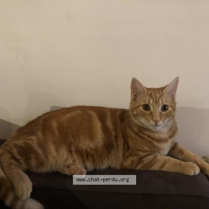 Photo 1/1 Chouchou Chat lost in Figeac