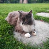 Picture of cat found at Chambery