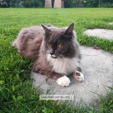 Photo 1/1 Found cat Found in Chambery