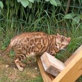 Picture of cat lost at Cesson
