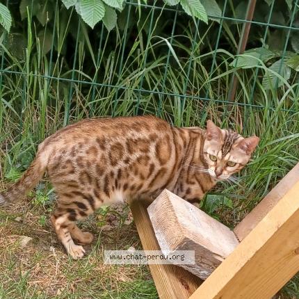 Photo 1/1 Romeo Agrapian Chat lost in Cesson