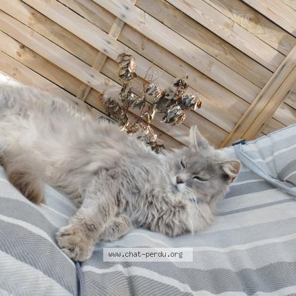 Photo 1/1 Boubou Chat lost in Sainte marie