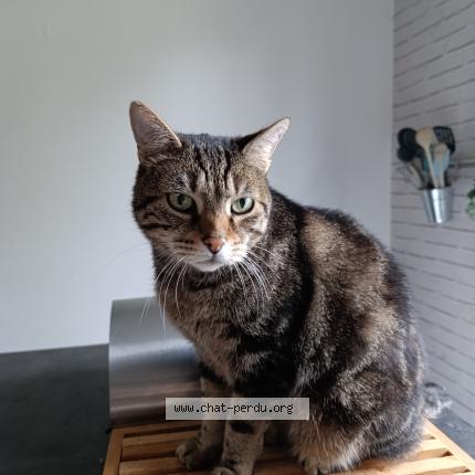 Photo 2/2 Chamallow Chat lost in Bourges