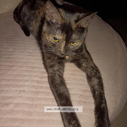 Photo 1/1 Chipette Chat lost in Blois