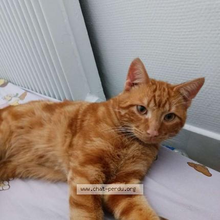 Photo 1/1 Armelle Hanniche Chat lost in Cauffry