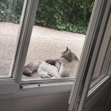 Picture of cat found at Tours