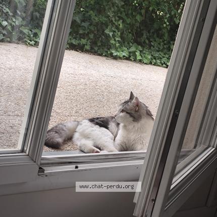 Photo 1/1 Found cat Found in Tours