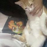 Picture of cat lost at Chinandega