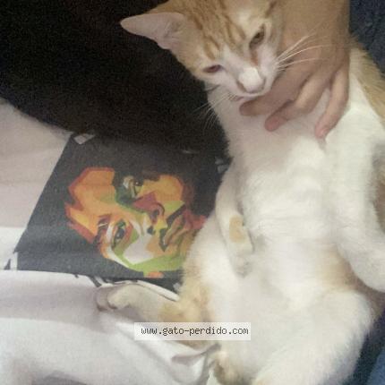 Photo 1/1 Mango Chat lost in Chinandega