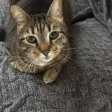 Picture of cat lost at Decines Charpieu