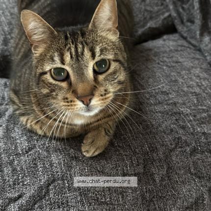 Photo 1/1 Tigrou Chat lost in Decines charpieu