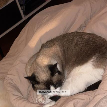 Photo 1/1 Poupette Chat lost in Libourne