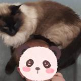 Picture of cat lost at Roubaix