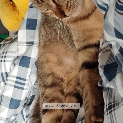 Photo 1/1 Chanel Chat lost in Coudroy