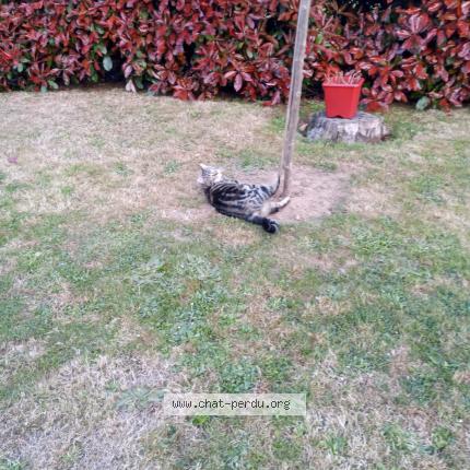 Photo 1/1 Romy Chat lost in Coueron elle