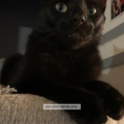 Photo 1/1 Guizmo Chat lost in Mulhouse