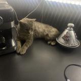 Picture of cat found at Rugles