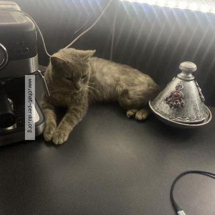 Photo 1/1 Found cat Found in Rugles