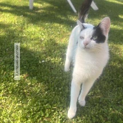 Photo 1/2 Zoé Chat lost in Lechatelet