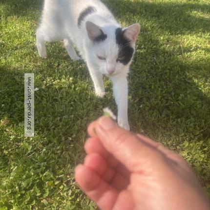 Photo 2/2 Zoé Chat lost in Lechatelet