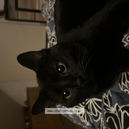 Photo 1/1 KYO Chat lost in Chilly le vignoble