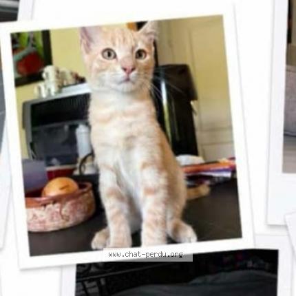 Photo 1/1 Chat roux Chat lost in Gilllonnay