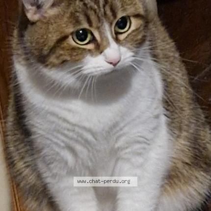 Photo 1/1 Heavy Chat lost in Abbeville