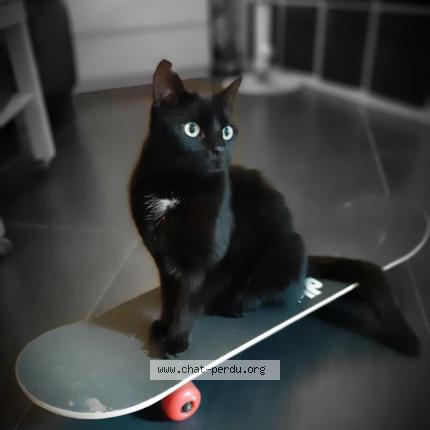 Foto 1/1 Kat teruggevonden Vermist in Chatelet