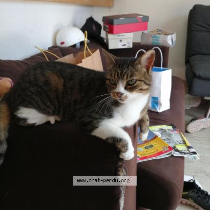 Photo 1/1 Souka Chat lost in Le tronquay