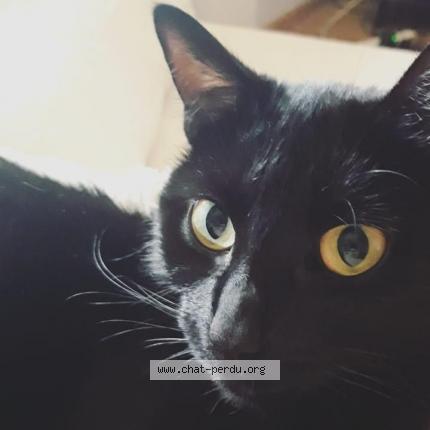 Photo 1/1 Odette Chat lost in Rixheim