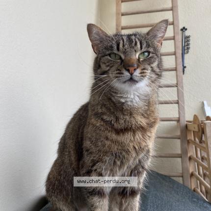 Photo 1/1 Salsa Chat lost in Vannes