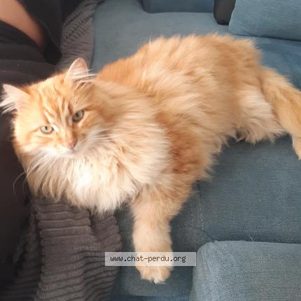 Photo 1/1 NOUGAT Chat lost in Olonne sur mer