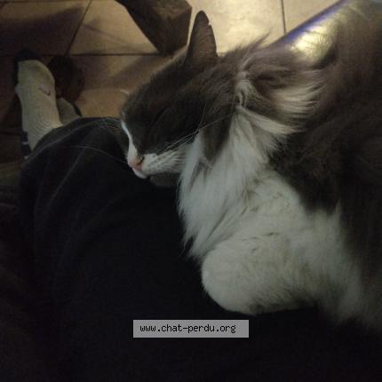 Photo 1/1 Pendo Chat lost in Malves en minervois