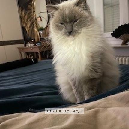 Photo 1/1 JAZZ Chat lost in Noisy le grand