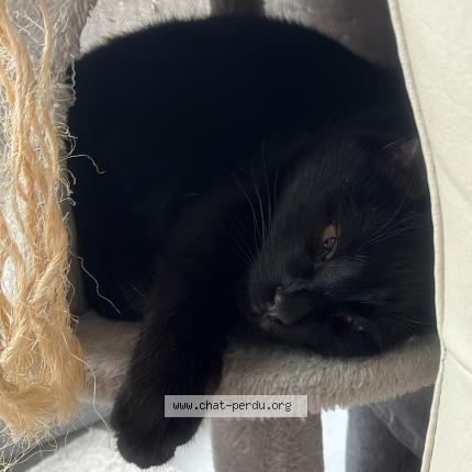 Photo 1/1 onyx Chat lost in Publier