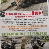 Picture of cat lost at Chaponost
