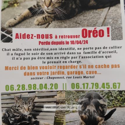 Photo 1/1 Oréo Chat lost in Chaponost