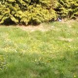 Picture of cat found at Bille